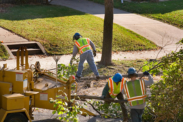 Best Firewood Processing and Delivery  in Lemmon, SD